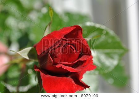 薔薇の蕾