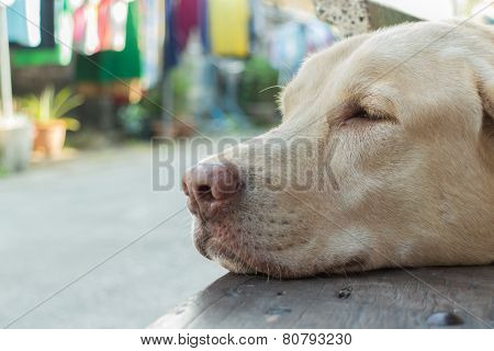 Dog Sleep