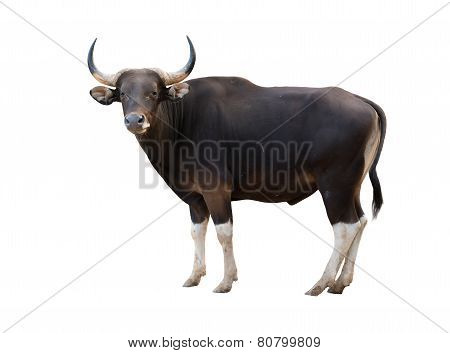 Male Banteng Isolated