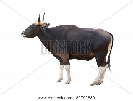 Male Banteng Isolated