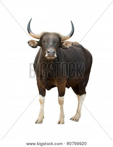 Male Banteng Isolated