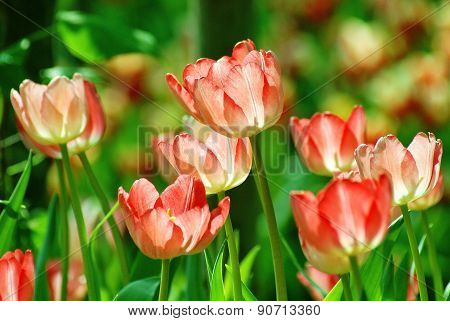 Pink tulip in sunlight