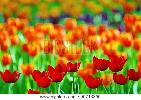 Red tulip in blur orange tulips field background