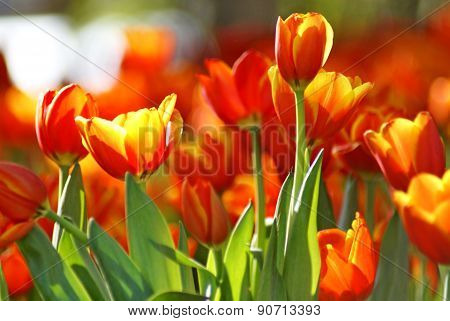 Orange tulip in sunlight