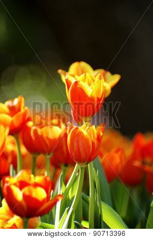 Orange tulip in sunlight