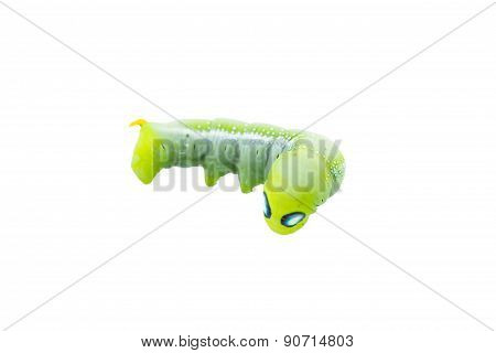 Green Worm