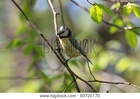 Bluetit In Spring