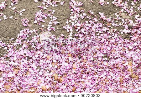 Petals Wisteria On The Road