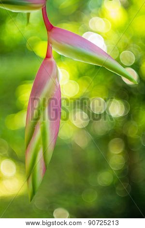 Heliconia Rostrata 'sexy Pink' Ginger Flower