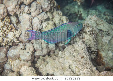 Medium size green scarus fish