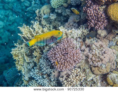 Medium size yellow scarus fish
