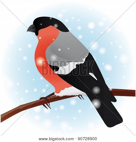 Bullfinch. The winter bird