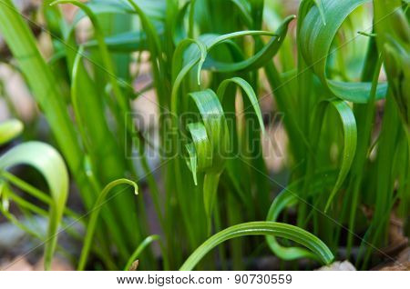 Young Sprouts Of Wild Wheatgrass Green In Spring