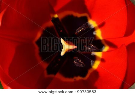 Red Tulip Petals Opened In The Spring