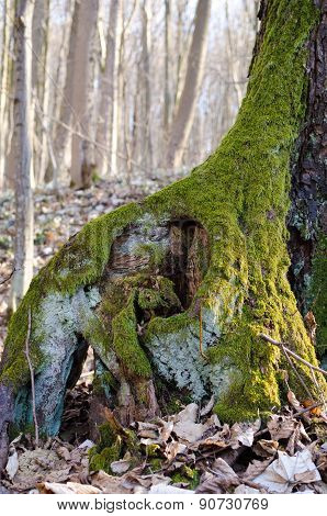 The Root Of An Old Tree Covered With Moss