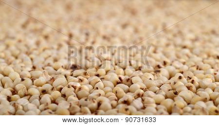 Jowar (Sorghum) arrange as background, Close up.