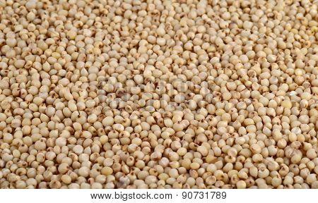 Jowar (Sorghum) arrange as background, Close up.