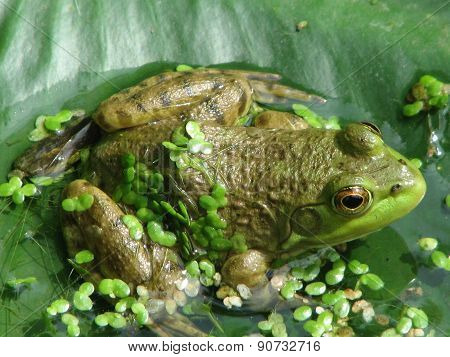 frog