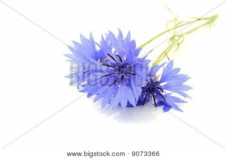 Kornblomster