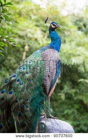 a Green Peafowl (Pavo muticus)