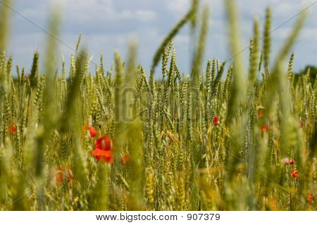 Campo di grano