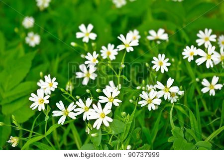 stellaria Holostea Blooming In Summer In The Green Grass