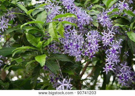 Propeller bush