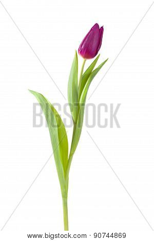 Tulip Flower Full-length