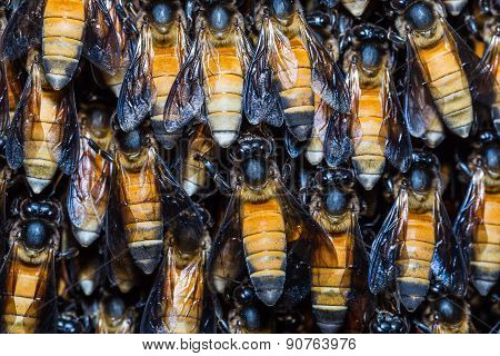 Giant Honey Bees