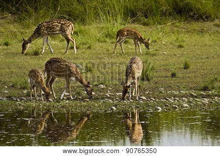 herd of spotted deers in the riverbank, Bardia, Nepal