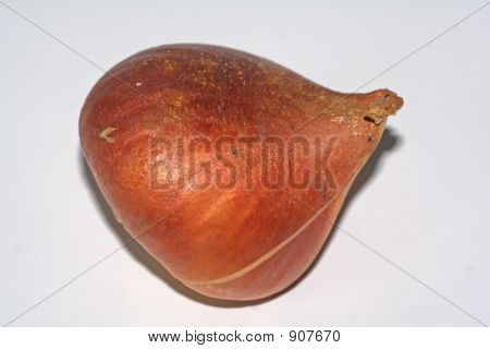 Dry Tulip Bulb