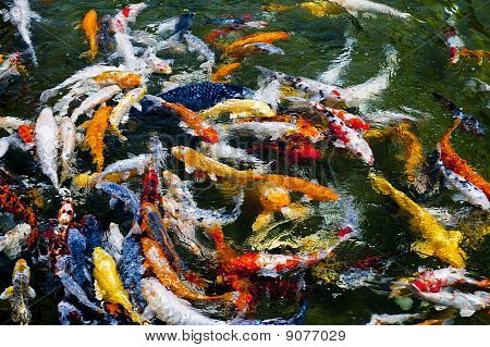 Koi pesce nell'acqua, elevato angolo di visualizzazione
