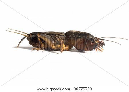 Mole Cricket