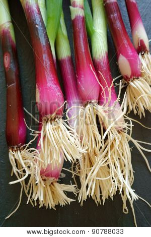 Close Up Of A Bunch Of Red Scallions