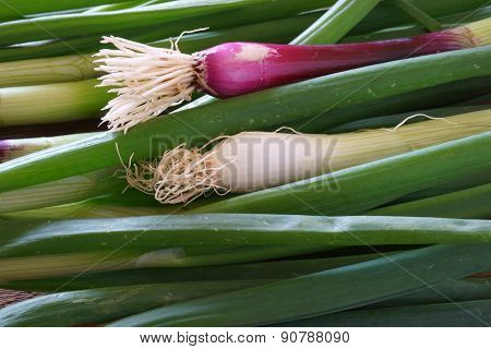 Fresh Green Onions