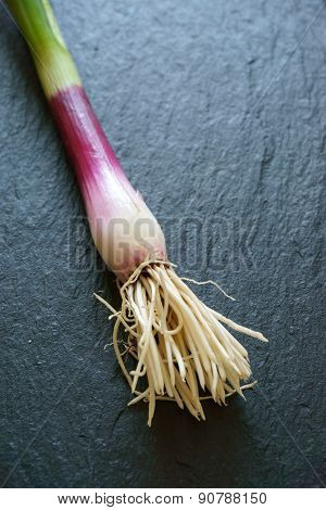 Close Up Of Single Red Scallion