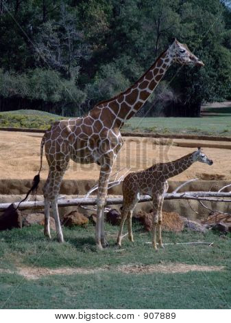Giraffex2