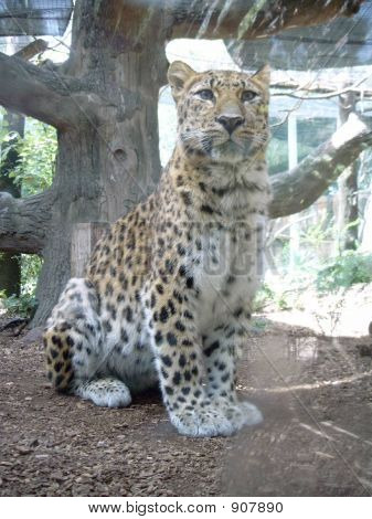 Jaguar4