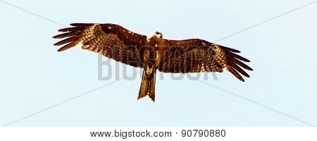 Sharp view of an eagle looking down for its prey on a light blue sky background