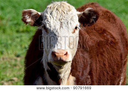 Bull front