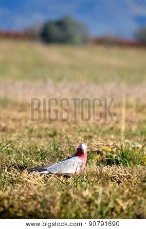 Lone Galah Cockatoo