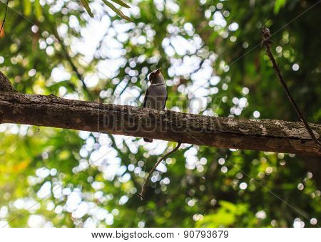 Silver-breasted broadbill on tree branch in forest