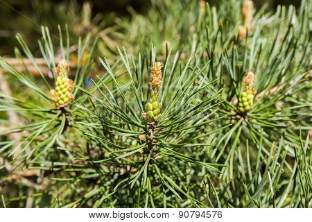 Male Cones Of Pine Tree
