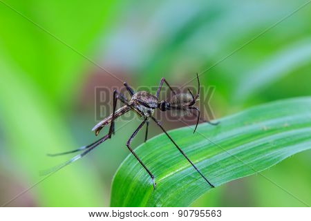 Mosquito on green leaf