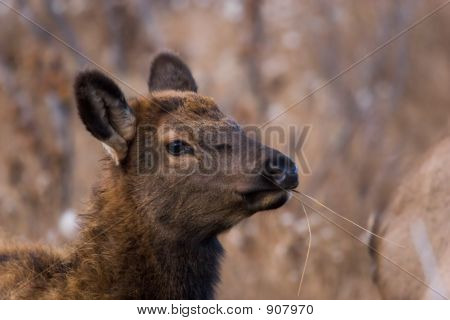 Mladí Elk