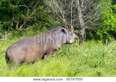 Lowland Tapir (tapirus Terrestris)