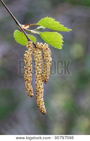 Birch Catkin