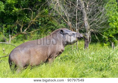 Lowland Tapir (tapirus Terrestris)