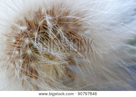 Closeup Of Over Bloomed Dandelion
