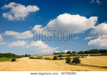 summer landscape
